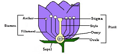 anatomy of a flower