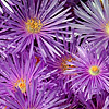 asters