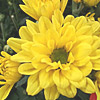 chrysanthemum