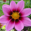 cosmos flower