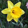 daffodils