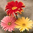 gerbera daisies