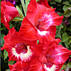 gladiolus