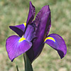 iris