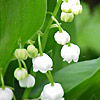 lily of the valley