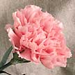 pink carnation