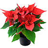 poinsettia