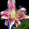 lilies