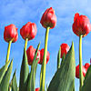 tulips