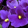 african violet