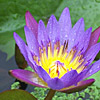 water lily