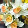 white narcissus