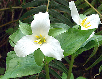 white trillium